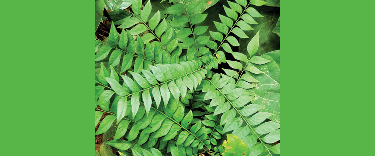 ভেষজ গুণের কারিপাতা ভেষজ গুণের কারিপাতা