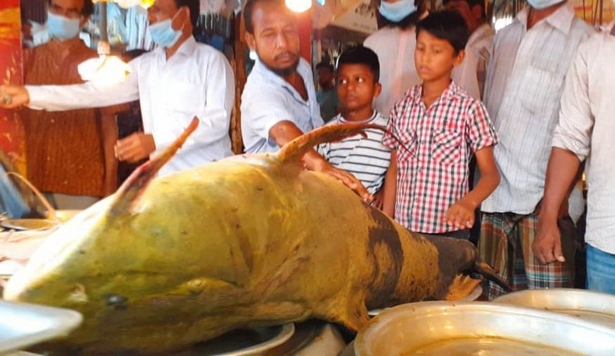 কুশিয়ারায় এবার ১৫০ কেজি বাঘাইড় কুশিয়ারায় এবার ১৫০ কেজি বাঘাইড়