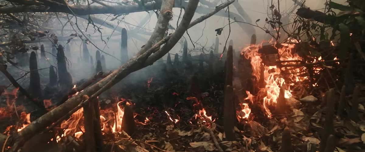 সুন্দরবনে ফের আগুন সুন্দরবনে ফের আগুন
