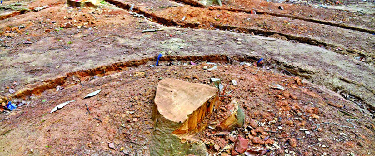 সোহরাওয়ার্দী উদ্যানে গাছ কাটা নিয়ে সংবাদ সম্মেলন মঙ্গলবার সোহরাওয়ার্দী উদ্যানে গাছ কাটা নিয়ে সংবাদ সম্মেলন মঙ্গলবার