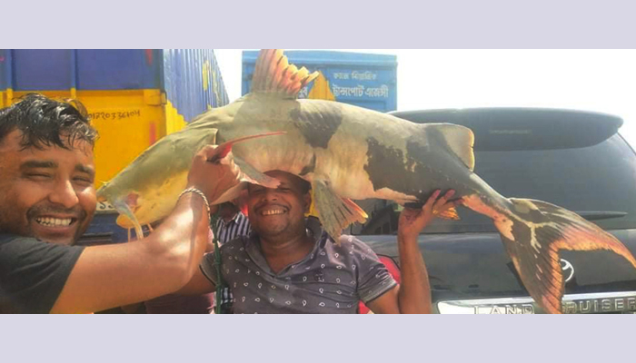 পদ্মায় ধরা পড়ল সাড়ে ৩১ কে‌জি বাঘাইড়