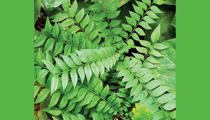 ভেষজ গুণের কারিপাতা