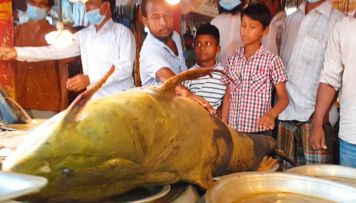 কুশিয়ারায় এবার ১৫০ কেজি বাঘাইড়