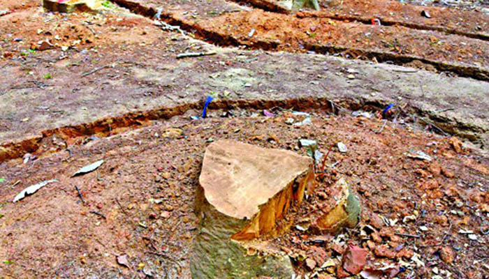 সোহরাওয়ার্দী উদ্যানে গাছ কাটা নিয়ে সংবাদ সম্মেলন মঙ্গলবার