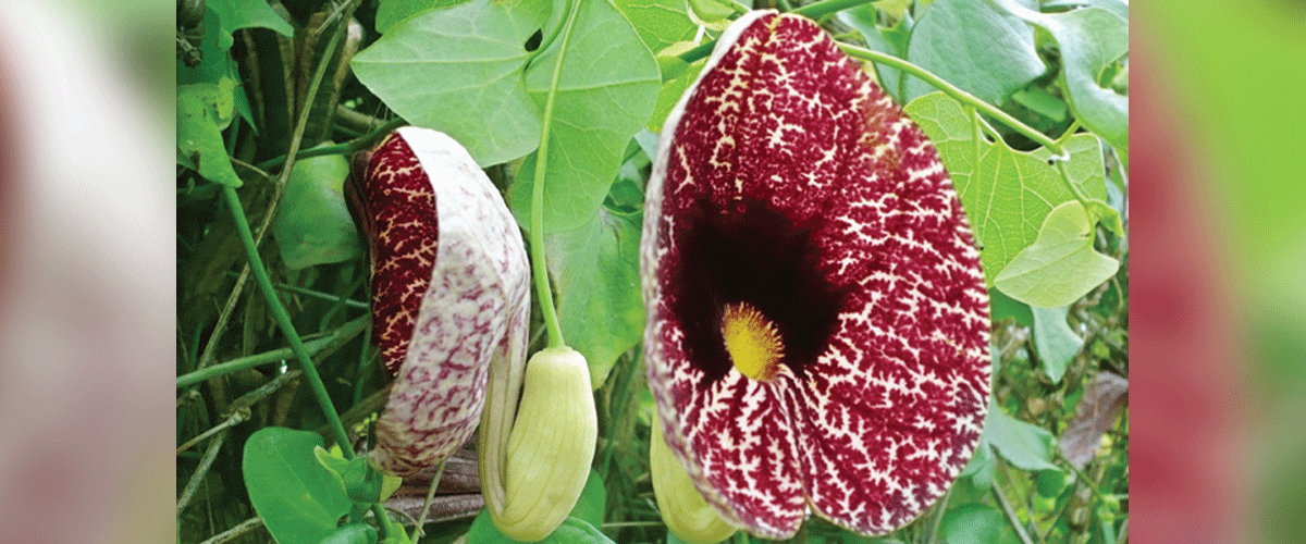 দুর্লভ সুন্দর হংসলতা দুর্লভ সুন্দর হংসলতা
