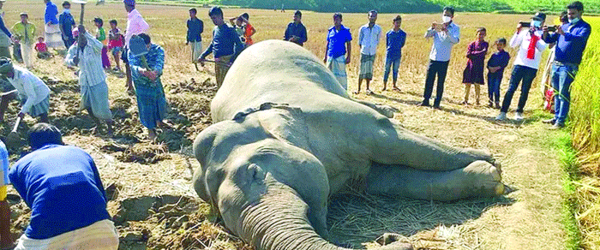 হাতিরা মরে না মেরে ফেলা হয় হাতিরা মরে না মেরে ফেলা হয়