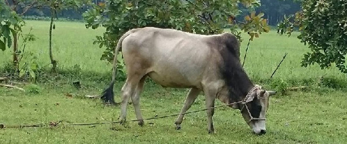 মাঠের ঘাসে বিষ, খেয়ে মরছে গরু মাঠের ঘাসে বিষ, খেয়ে মরছে গরু