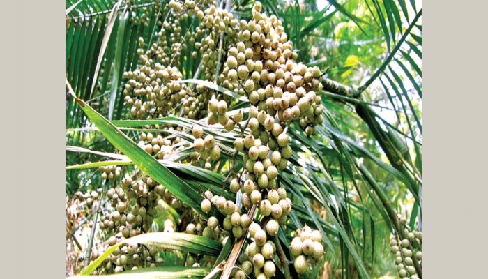 'তোমার চোখের মতো ম্লান বেতফল'