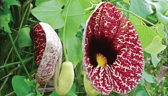দুর্লভ সুন্দর হংসলতা
