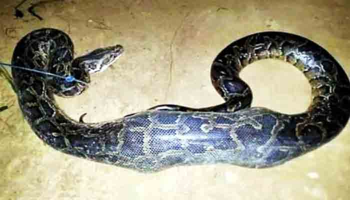 চা-বাগান থেকে ১২ ফুট লম্বা অজগর উদ্ধার
