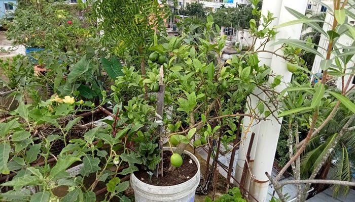 পরিবেশ রক্ষায় ফ্ল্যাট বাড়ির বাগান