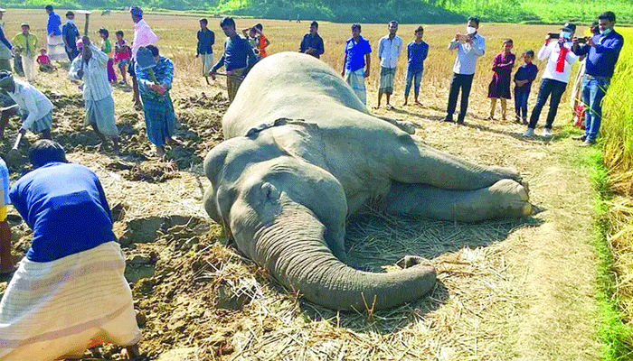 হাতিরা মরে না মেরে ফেলা হয়