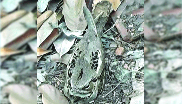 যে পাখি বাসা বাঁধে না