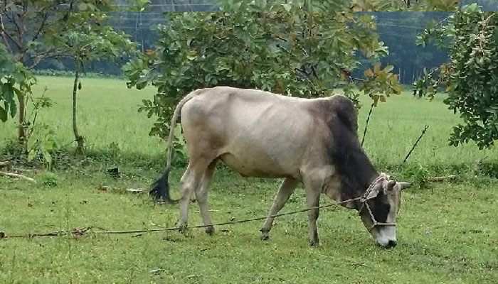 মাঠের ঘাসে বিষ, খেয়ে মরছে গরু