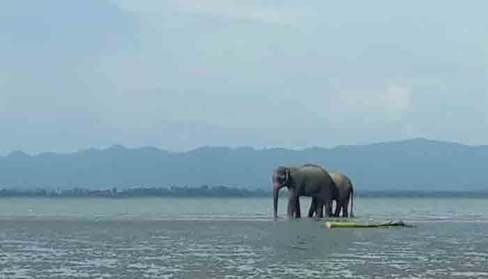 সীমান্ত পেরিয়ে নাফ নদে দুই বুনো হাতি