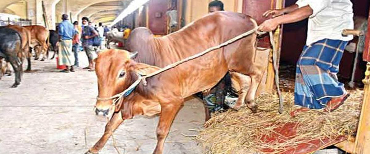 ক্যাটল স্পেশাল ট্রেনে ঢাকায় এলো ৮০০ গরু ক্যাটল স্পেশাল ট্রেনে ঢাকায় এলো ৮০০ গরু