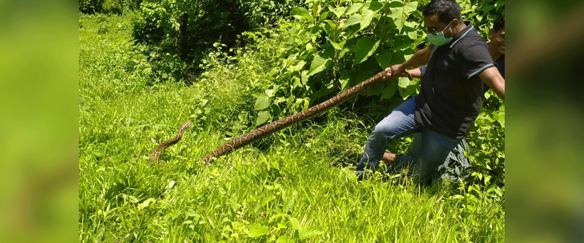 পার্ক থেকে উদ্ধার করা ১২ ফুট অজগর পাহাড়ে অবমুক্ত পার্ক থেকে উদ্ধার করা ১২ ফুট অজগর পাহাড়ে অবমুক্ত