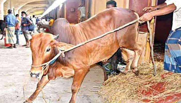 ক্যাটল স্পেশাল ট্রেনে ঢাকায় এলো ৮০০ গরু