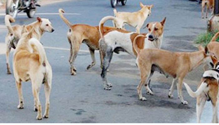 চরফ্যাসনে কুকুরের কামড়ে শিশুসহ আহত ১৪