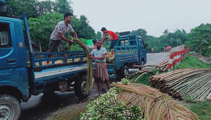 শাপলা বিক্রি করে জীবিকা নির্বাহ করছে সিরাজদীখানের শতাধিক পরিবার