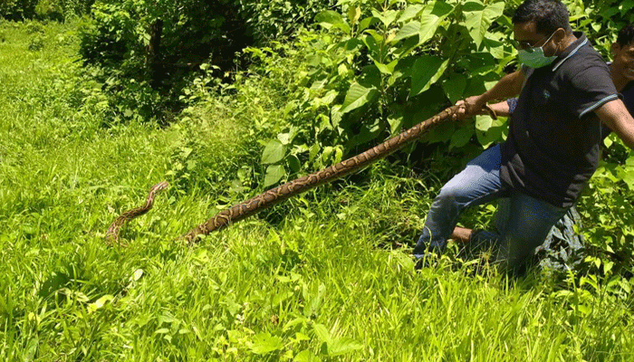 পার্ক থেকে উদ্ধার করা ১২ ফুট অজগর পাহাড়ে অবমুক্ত