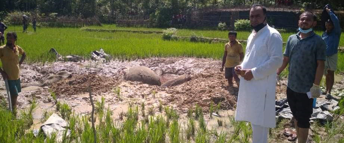 ফাঁদ পেতে বন্য হাতি হত্যা, মাথা-পা বিচ্ছিন্ন করে মাটিচাপা ফাঁদ পেতে বন্য হাতি হত্যা, মাথা-পা বিচ্ছিন্ন করে মাটিচাপা