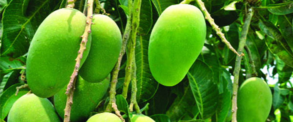 বছরে নষ্ট ৩ হাজার ৬০০ কোটি টাকার আম, রপ্তানিতে গুরুত্ব বছরে নষ্ট ৩ হাজার ৬০০ কোটি টাকার আম, রপ্তানিতে গুরুত্ব