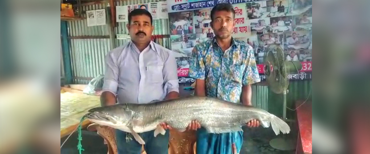 পদ্মার এক বোয়ালের দাম ৩৬ হাজার ৮০০ টাকা পদ্মার এক বোয়ালের দাম ৩৬ হাজার ৮০০ টাকা