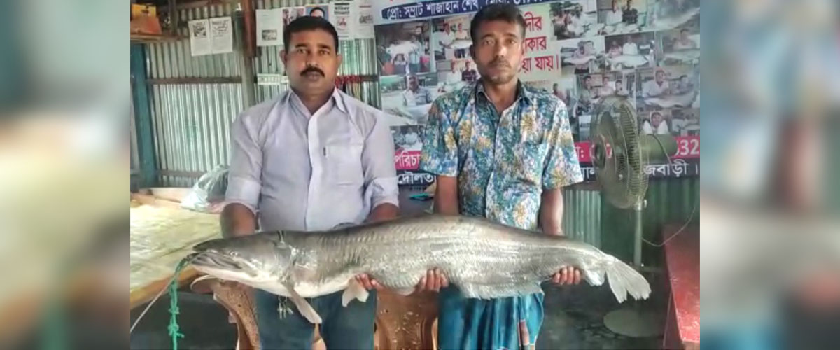 পদ্মায় ধরা পড়ল ১৬ কেজির বোয়াল পদ্মায় ধরা পড়ল ১৬ কেজির বোয়াল