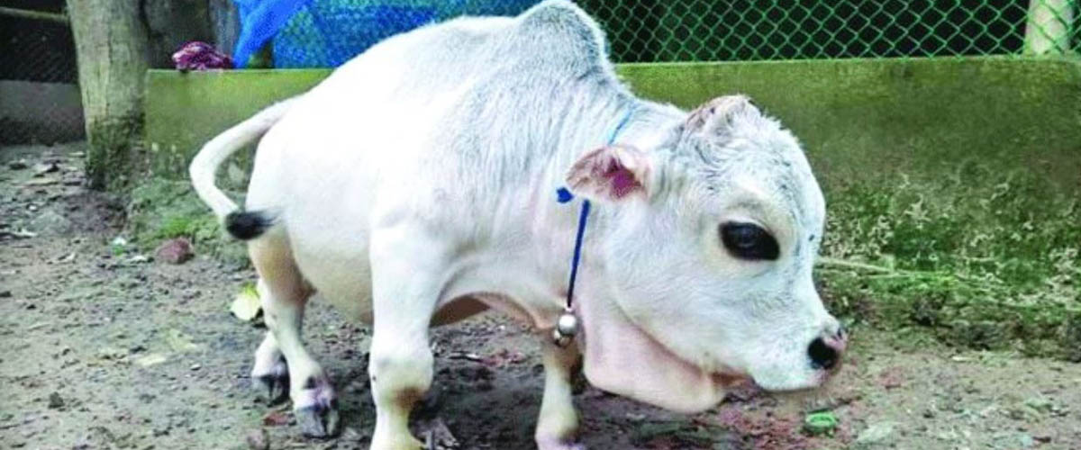 ‘রানীর’ মৃত্যু নিয়ে রহস্য ‘রানীর’ মৃত্যু নিয়ে রহস্য