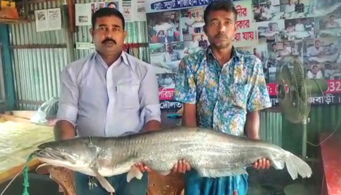 পদ্মার এক বোয়ালের দাম ৩৬ হাজার ৮০০ টাকা