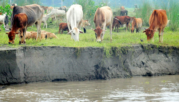 ১২ জেলায় নিম্নাঞ্চল প্লাবিত