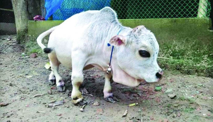 ‘রানীর’ মৃত্যু নিয়ে রহস্য