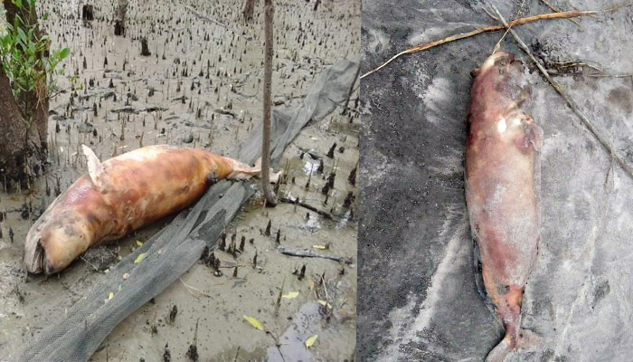 সৈকতে ভেসে এলো তিন মৃত ডলফিন