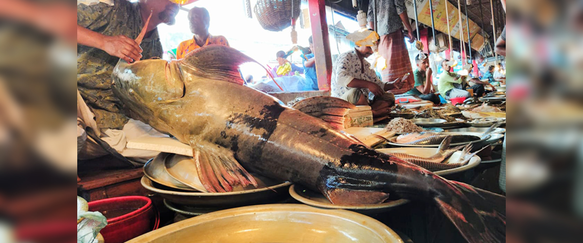কুশিয়ারায় ফের ধরা পড়ল ১০০ কেজির বাঘাইড় কুশিয়ারায় ফের ধরা পড়ল ১০০ কেজির বাঘাইড়