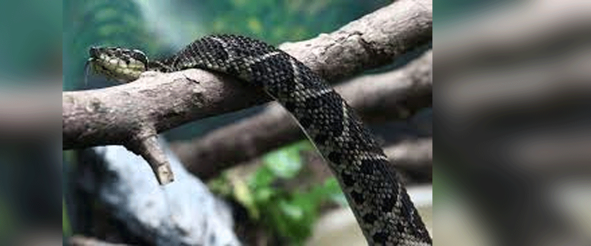 করোনা প্রতিরোধ করবে সাপের বিষ, দাবি গবেষকদের করোনা প্রতিরোধ করবে সাপের বিষ, দাবি গবেষকদের