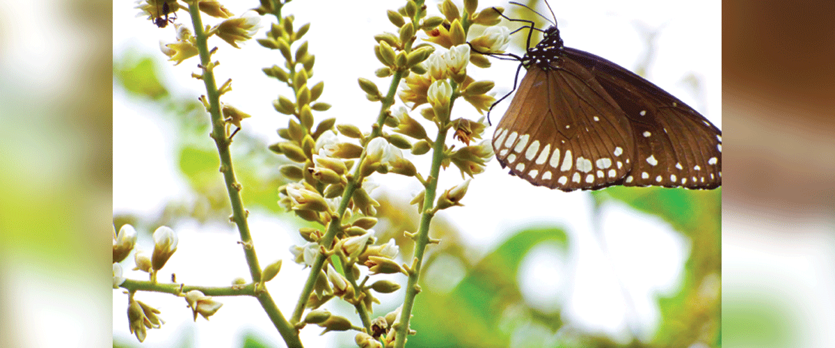 শাল-লতার জৌলুস শাল-লতার জৌলুস