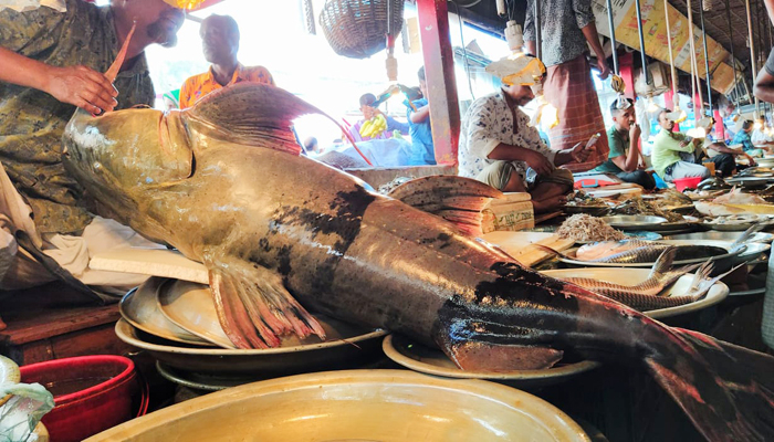 কুশিয়ারায় ফের ধরা পড়ল ১০০ কেজির বাঘাইড়