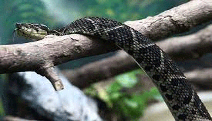 করোনা প্রতিরোধ করবে সাপের বিষ, দাবি গবেষকদের
