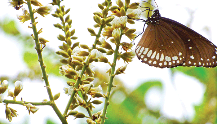 শাল-লতার জৌলুস