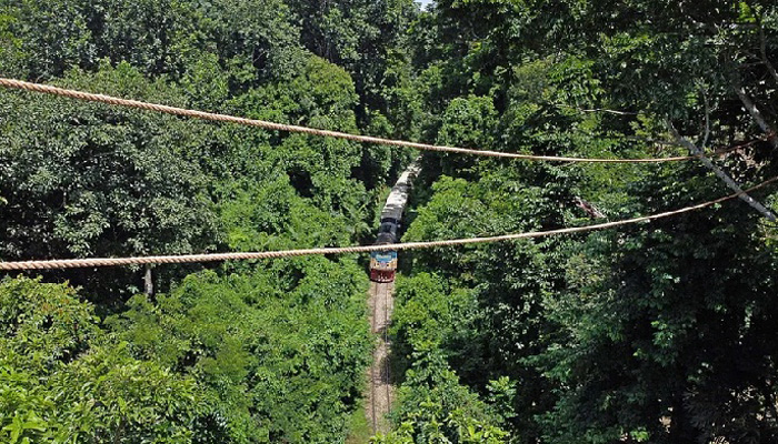 লাউয়াছড়ায় উল্লুকের জন্য সেতু