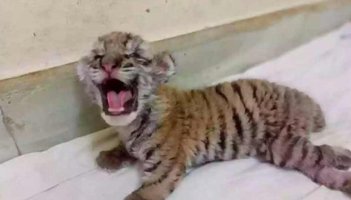 সাদা বাঘের ঘরে নতুন অতিথি