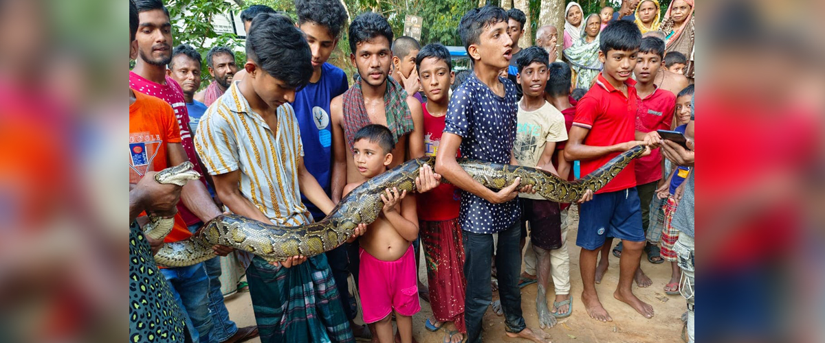 হাঁস গিলে খাচ্ছিল ৬ ফুট লম্বা অজগরটি হাঁস গিলে খাচ্ছিল ৬ ফুট লম্বা অজগরটি