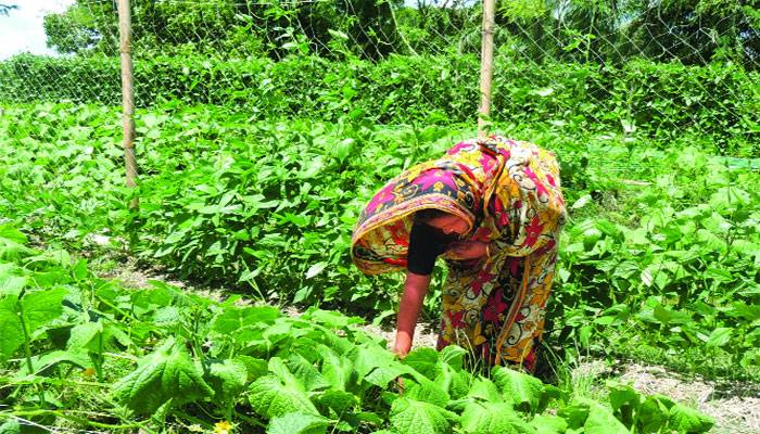 কৃষিতে অবদানের মূল্যায়ন পাচ্ছেন না নারী