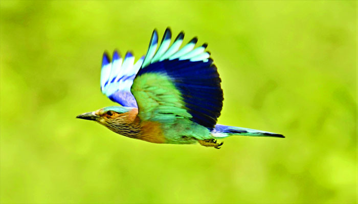 অনিন্দ্য সুন্দর নীলকণ্ঠ