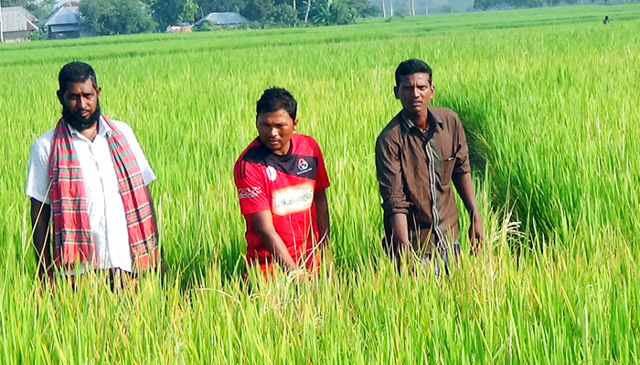 ধানের সঙ্গে শত্রুতা, ৫ বিঘা জমির আমন নষ্ট