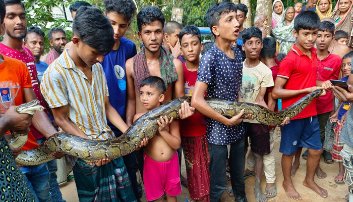 হাঁস গিলে খাচ্ছিল ৬ ফুট লম্বা অজগরটি