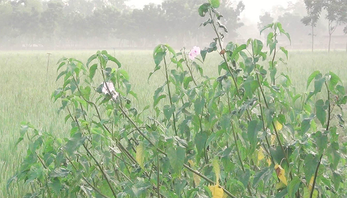 শিশির ও কুয়াশায় শীতের আগমনী বার্তা