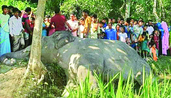 ছোট হয়ে আসছে হাতির পৃথিবী!