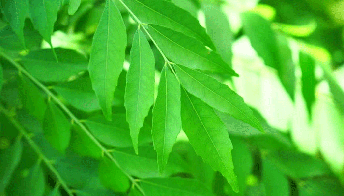 ত্বকের যত্নে যেভাবে কাজ করে নিমপাতা